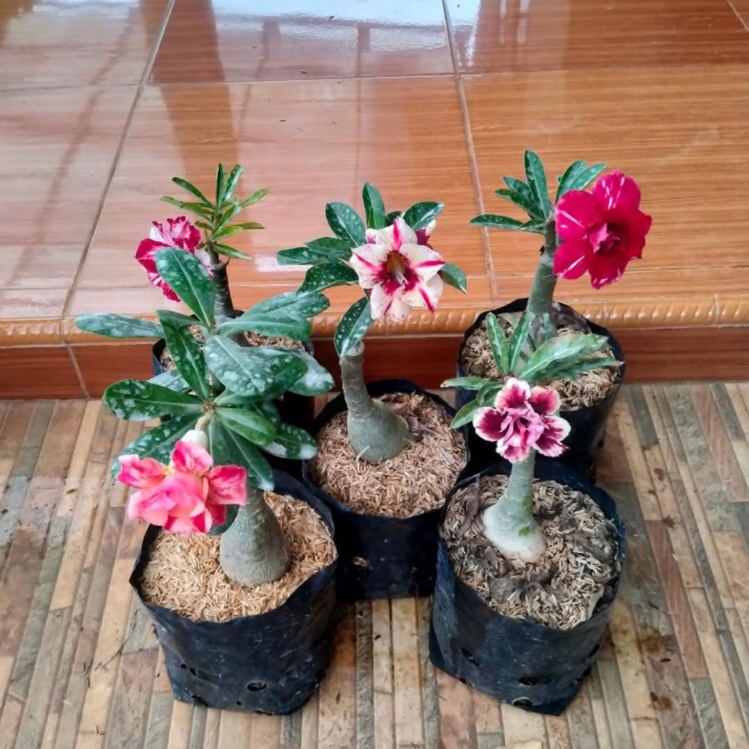 tanaman hias batang panjang, adenium