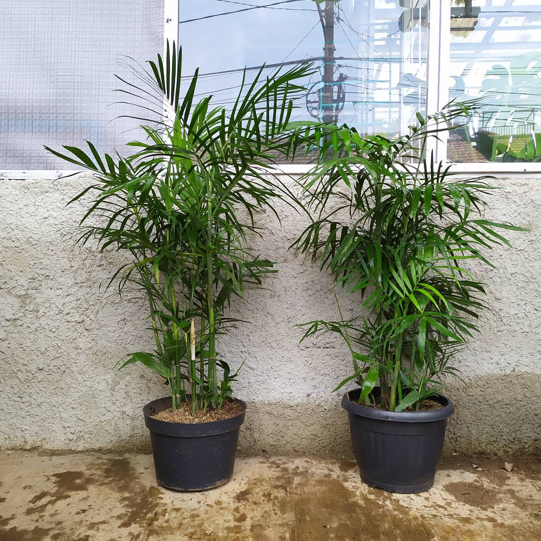 tanaman hias batang panjang dan tinggi, palem bambu