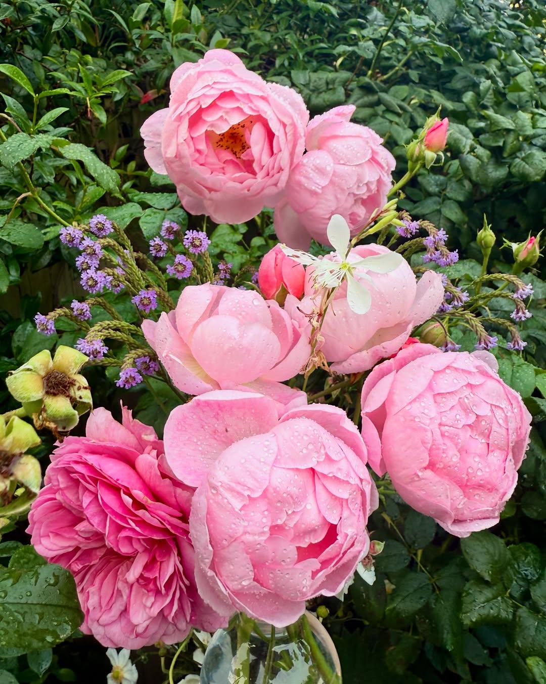 tanaman hias bunga mawar tanaman hias bunga mawar