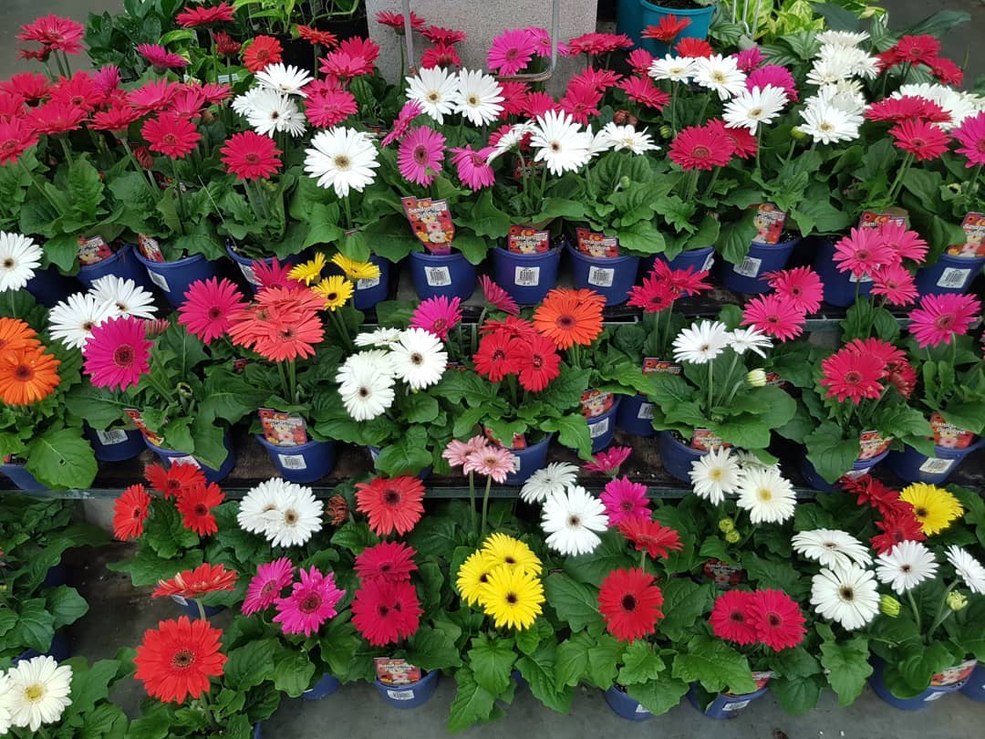 tanaman hias bunga merah, gerbera tanaman hias bunga merah, gerbera