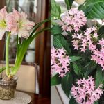 10 Jenis Tanaman Hias Bunga Outdoor yang Cantik dan Tahan Panas