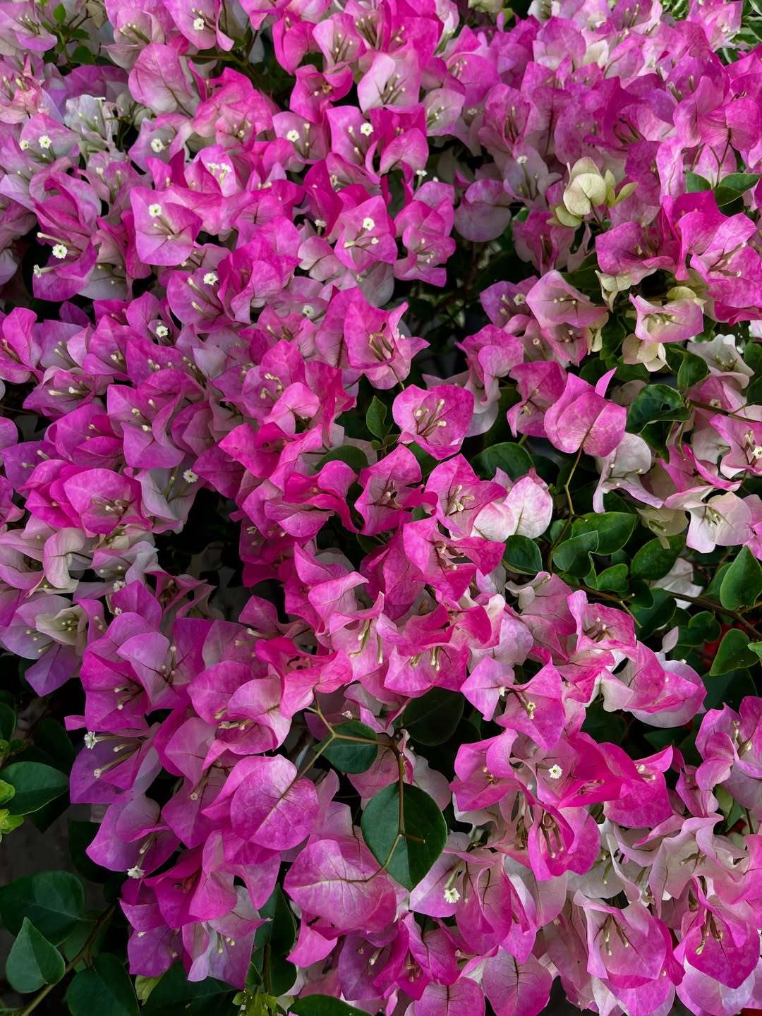 tanaman hias bunga outdoor, bougenville tanaman hias bunga outdoor, bougenville