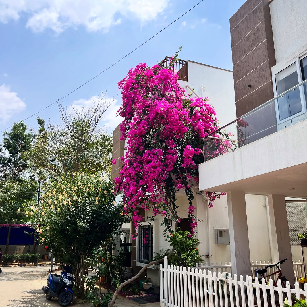 tanaman hias bunga outdoor, bunga kertas