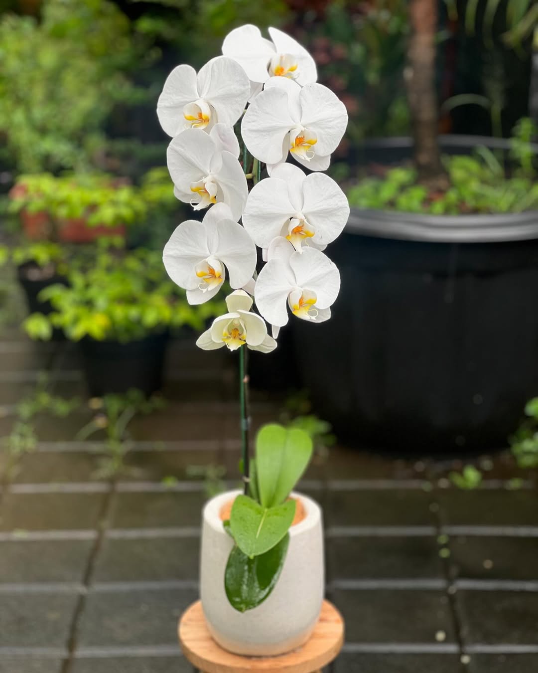 tanaman hias bunga putih, anggrek bulan tanaman hias bunga putih, anggrek bulan