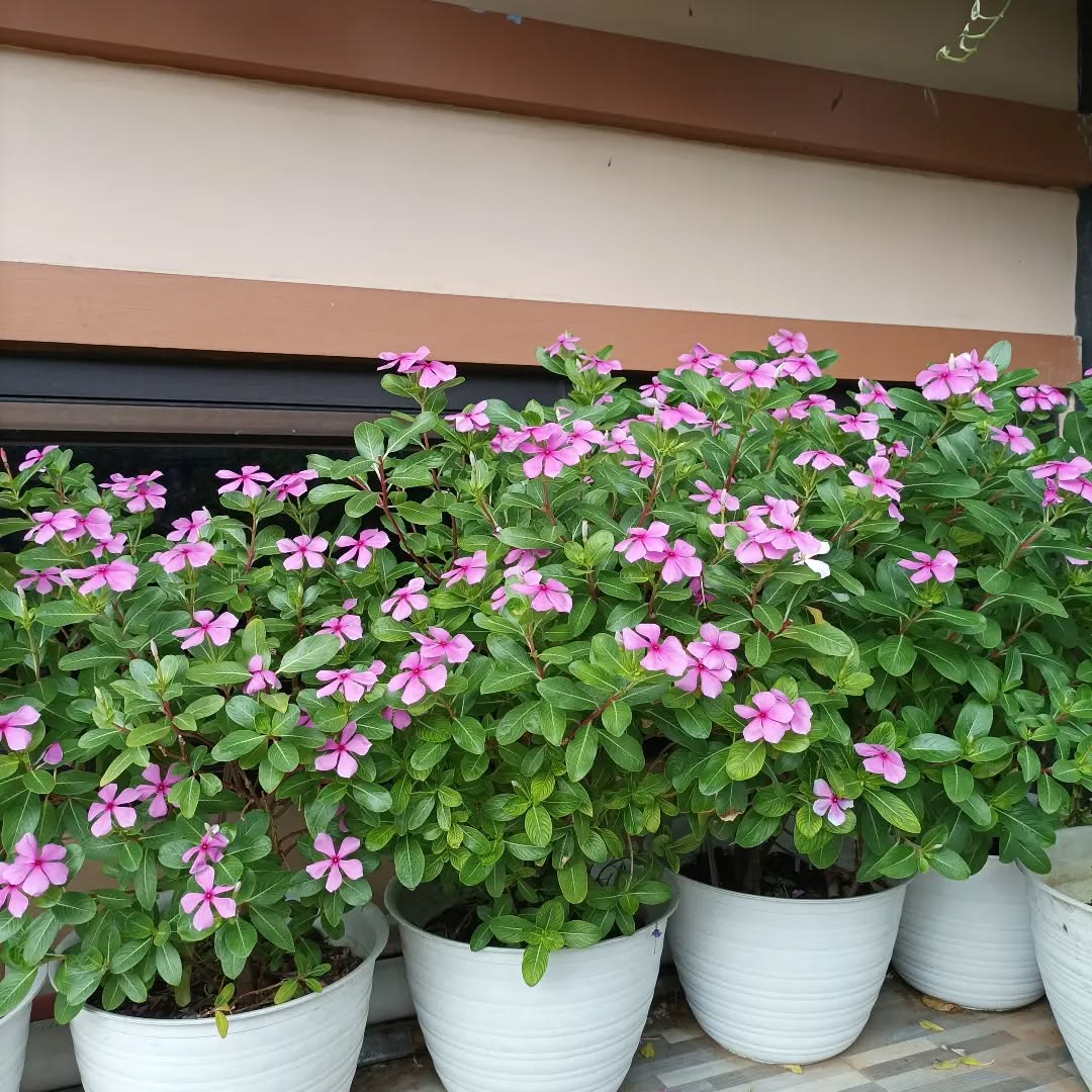 tanaman hias bunga yang murah, tapak dara tanaman hias bunga yang murah, tapak dara