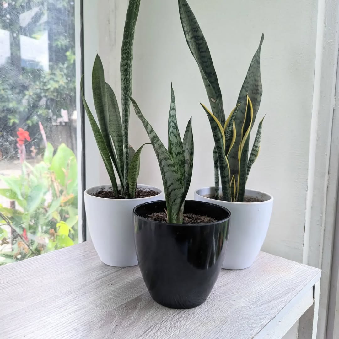 tanaman hias dalam rumah, lidah mertua tanaman hias dalam rumah, lidah mertua