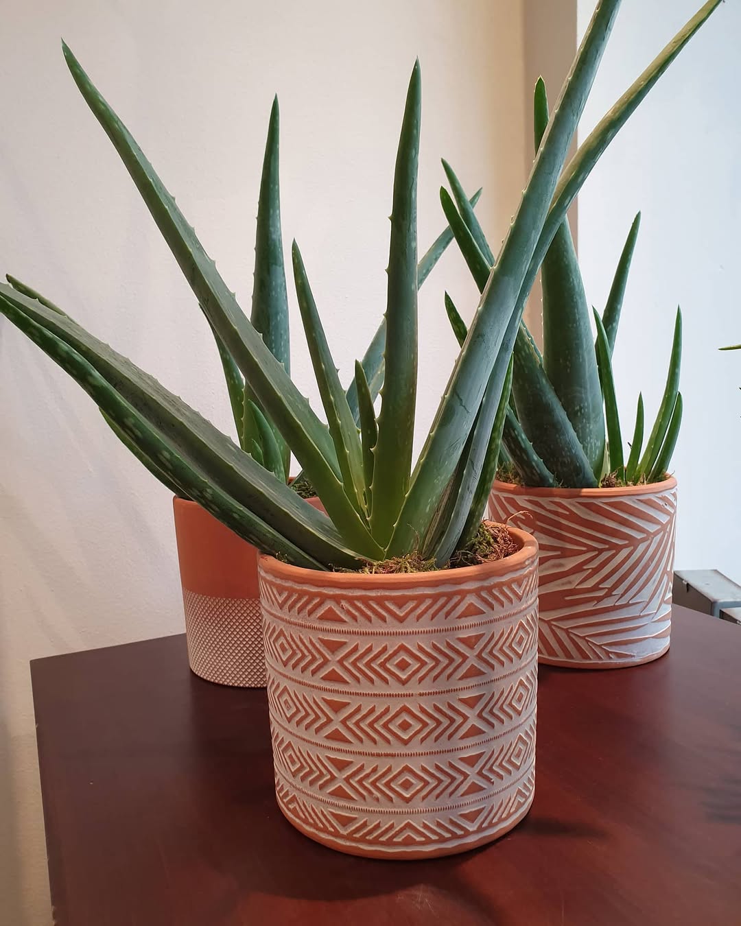 tanaman hias dalam rumah yang bermanfaat, lidah buaya tanaman hias dalam rumah yang bermanfaat, lidah buaya