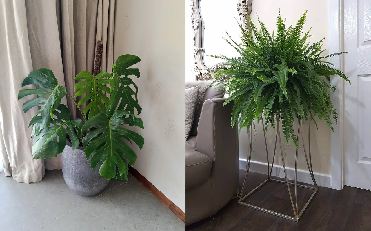 tanaman hias dalam rumah