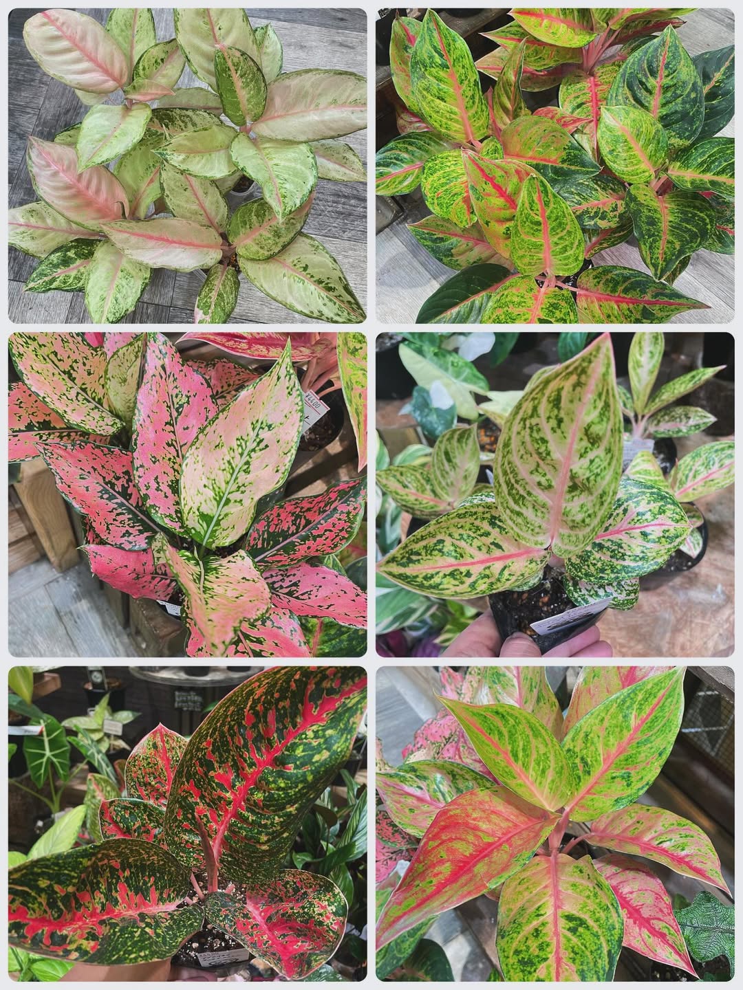 tanaman hias daun, aglaonema
