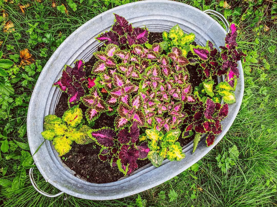 tanaman hias daun kecil merah, coleus mini tanaman hias daun kecil merah, coleus mini