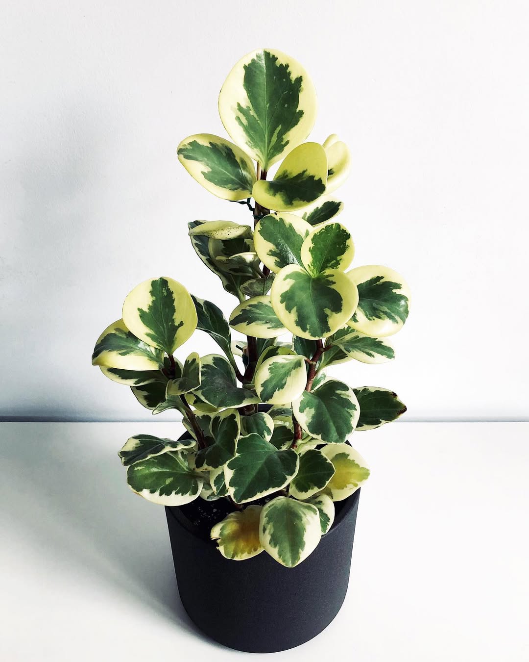 tanaman hias daun kecil, peperomia tanaman hias daun kecil, peperomia