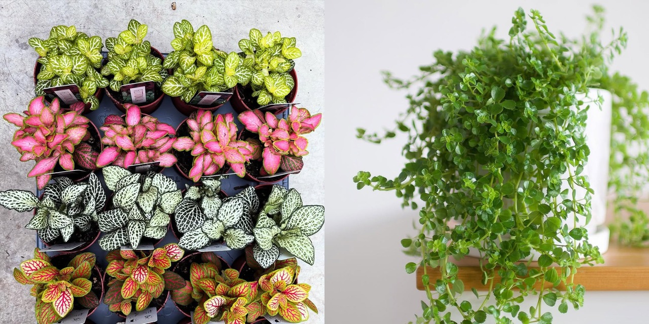 tanaman hias daun kecil