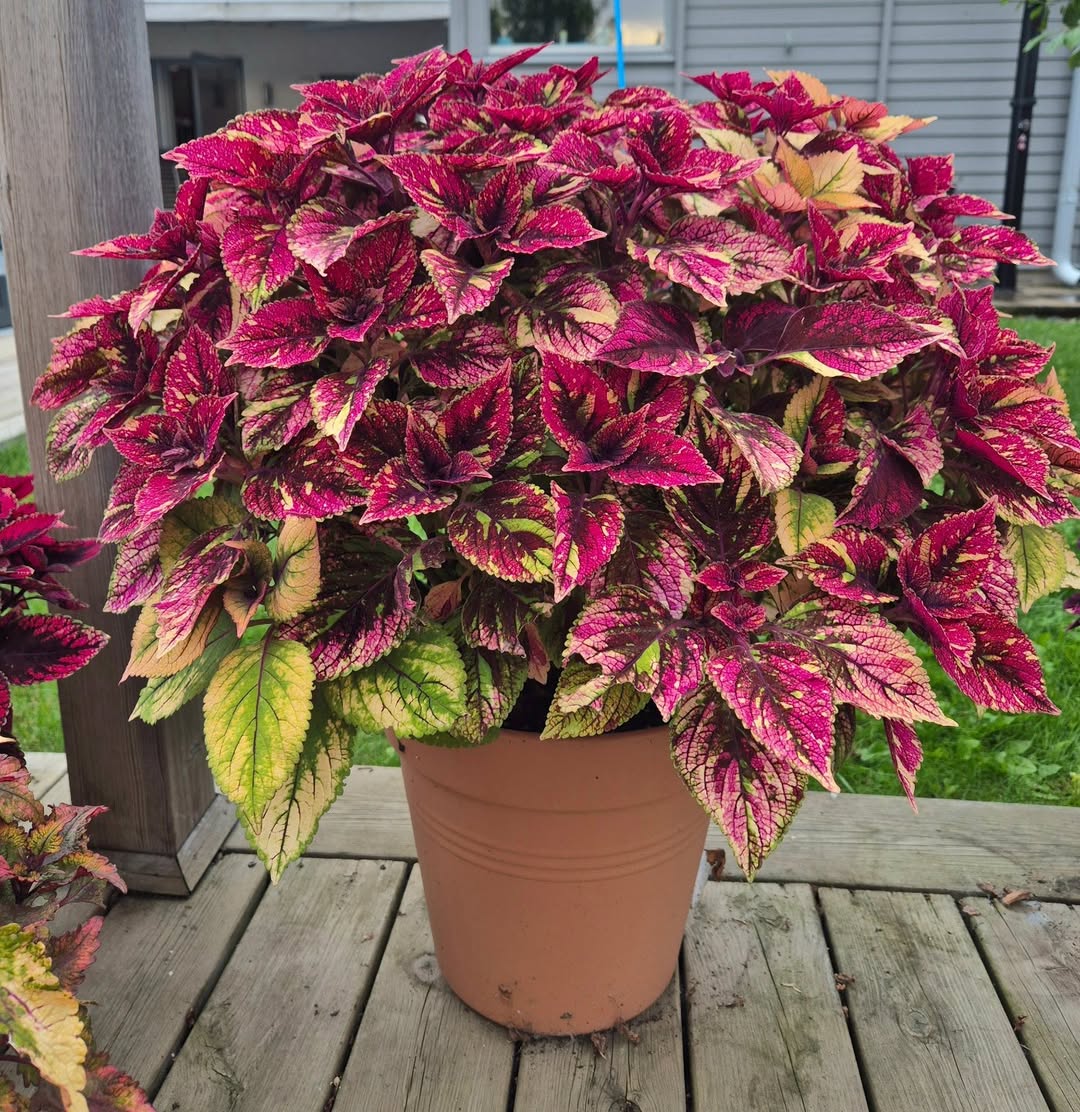 tanaman hias daun outdoor coleus
