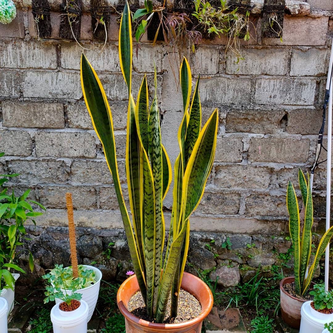 tanaman hias daun outdoor yang mudah dirawat, lidah mertua tanaman hias daun outdoor yang mudah dirawat, lidah mertua