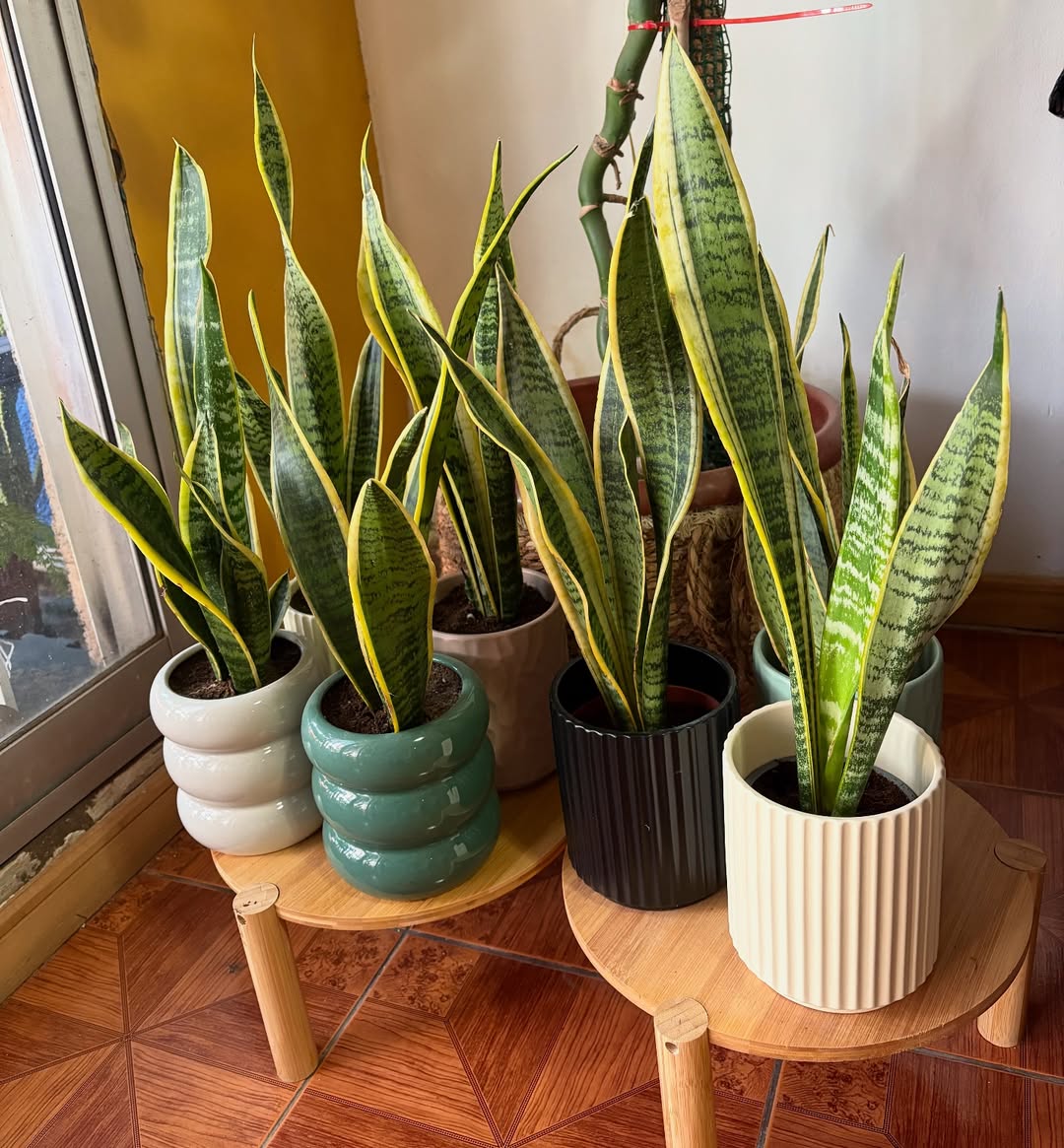 tanaman hias daun panjang, sanseviera