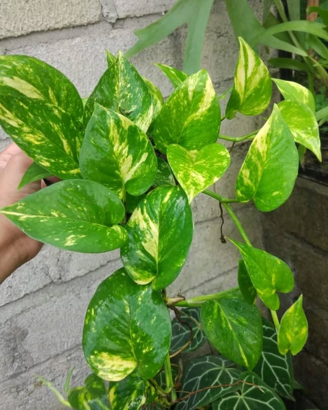 tanaman hias daun panjang, sirih gading