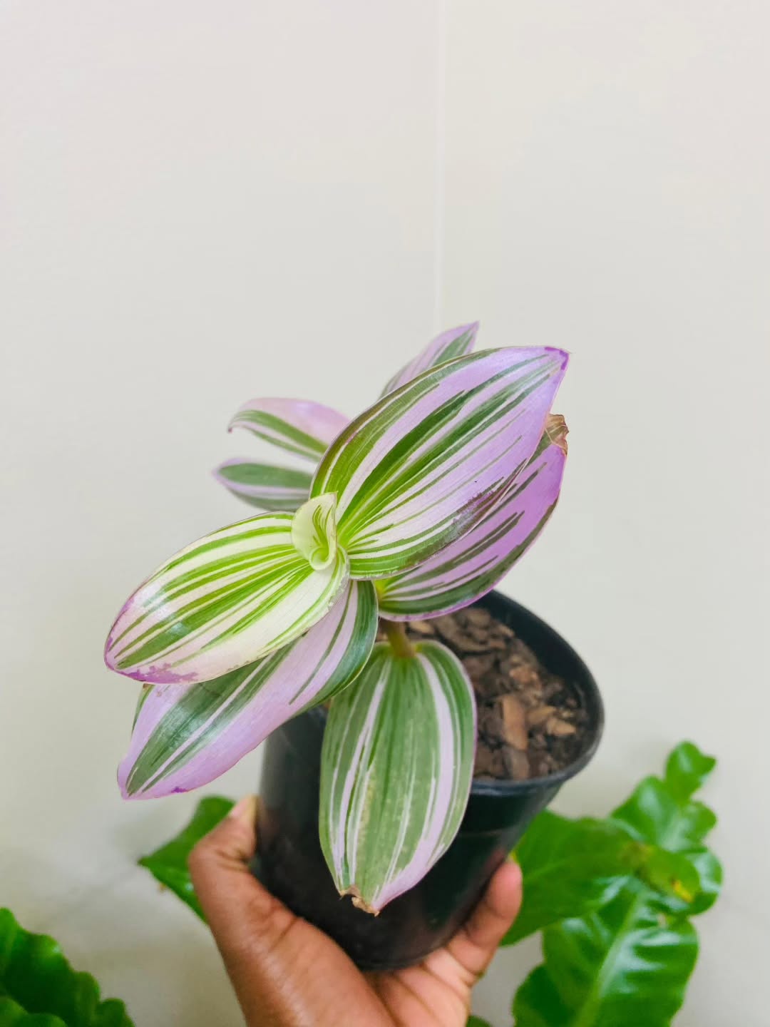 tanaman hias daun ungu, tradescantia