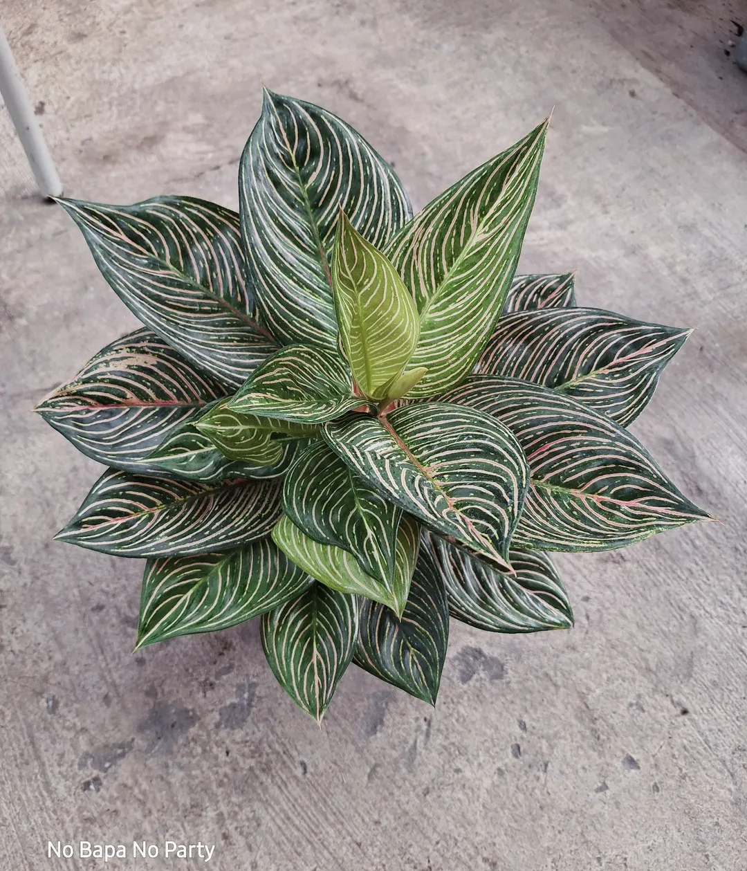 tanaman hias depan rumah pembawa rezeki, aglaonema tanaman hias depan rumah pembawa rezeki, aglaonema