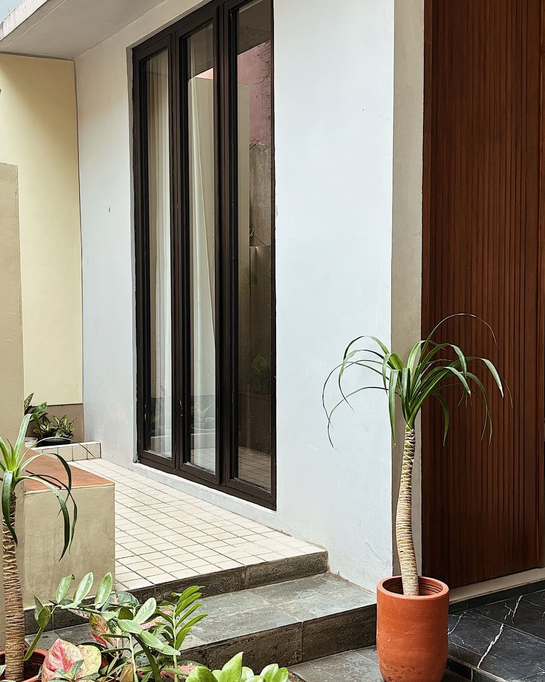 tanaman hias di teras rumah, palem mini