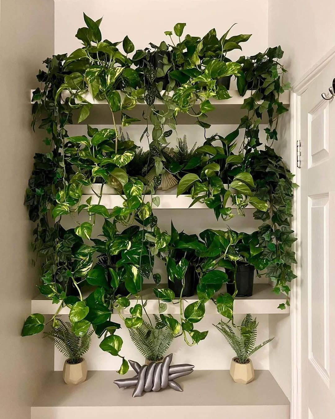 tanaman hias dinding dalam rumah, sirih gading tanaman hias dinding dalam rumah, sirih gading