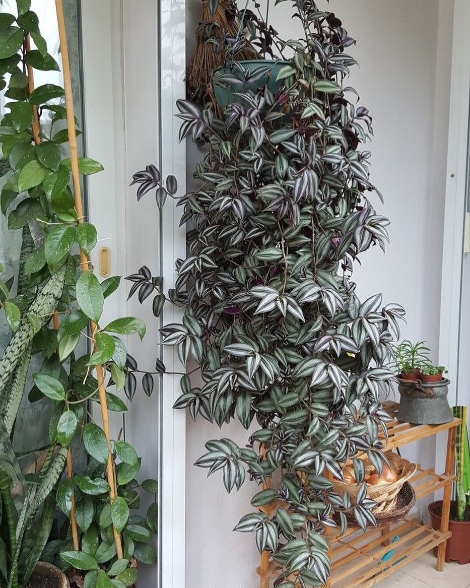 tanaman hias gantung depan rumah, tradescantia zebrina tanaman hias gantung depan rumah, tradescantia zebrina