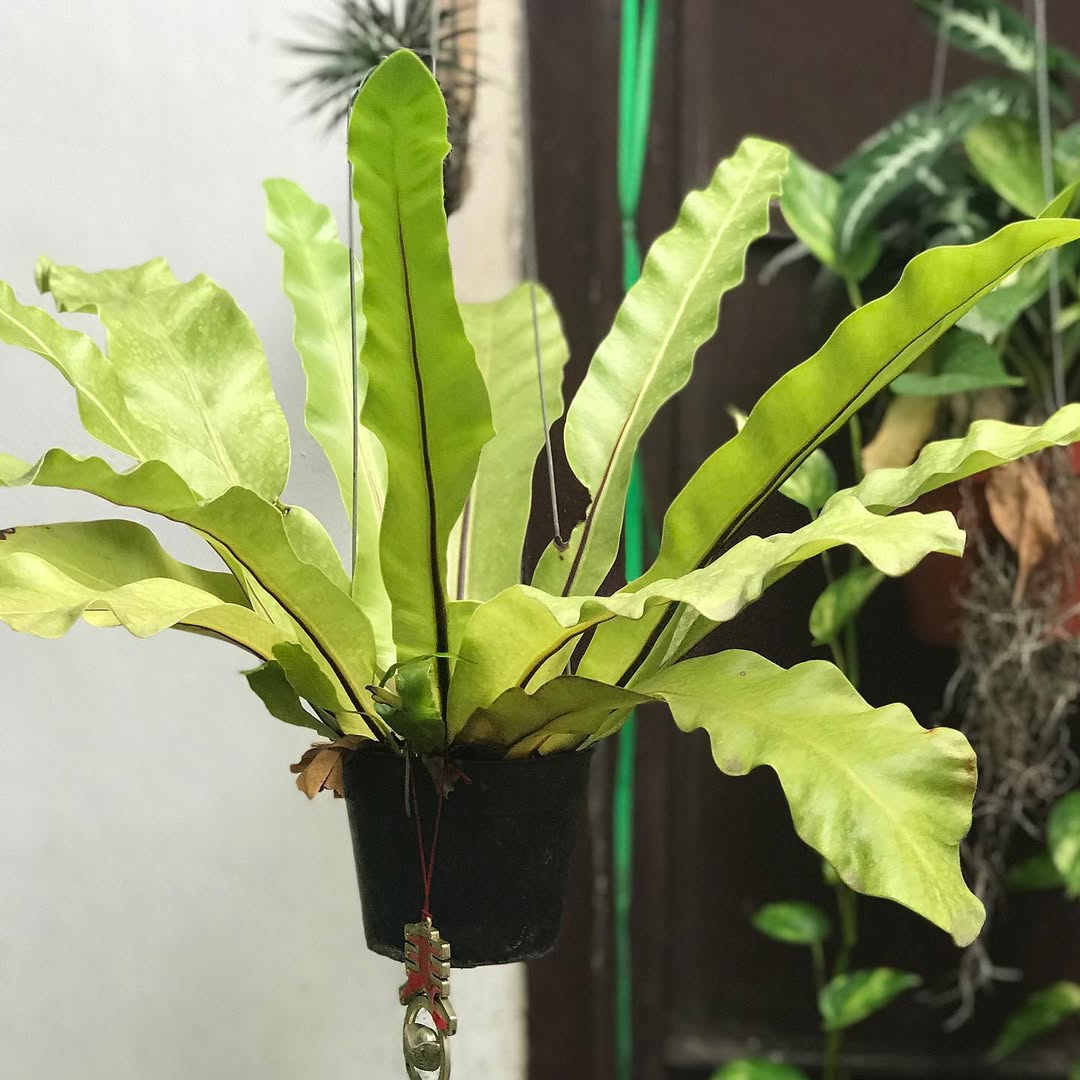 tanaman hias gantung di teras rumah, paku sarang burung