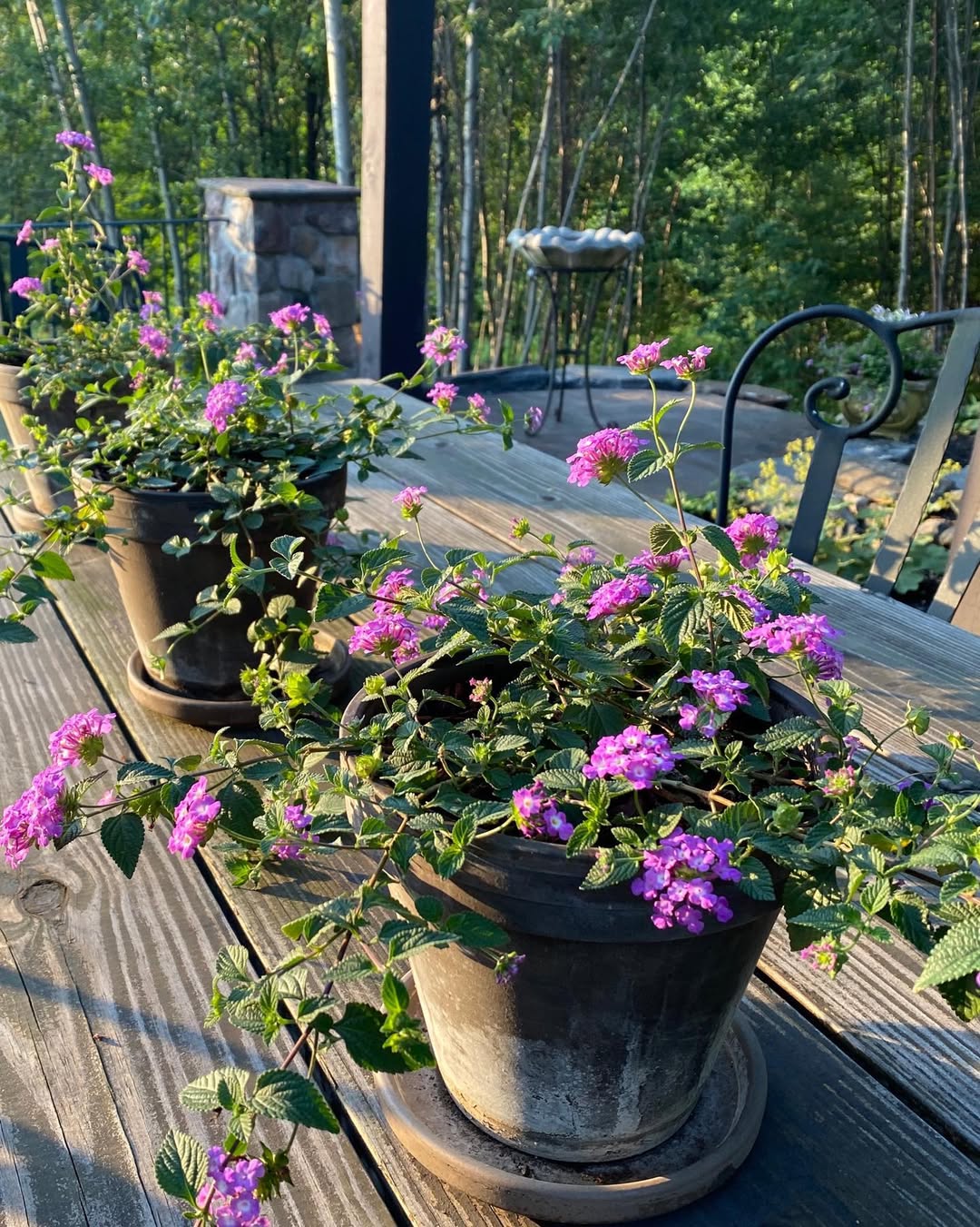 tanaman hias gantung outdoor tahan panas dan hujan, lantana trailing