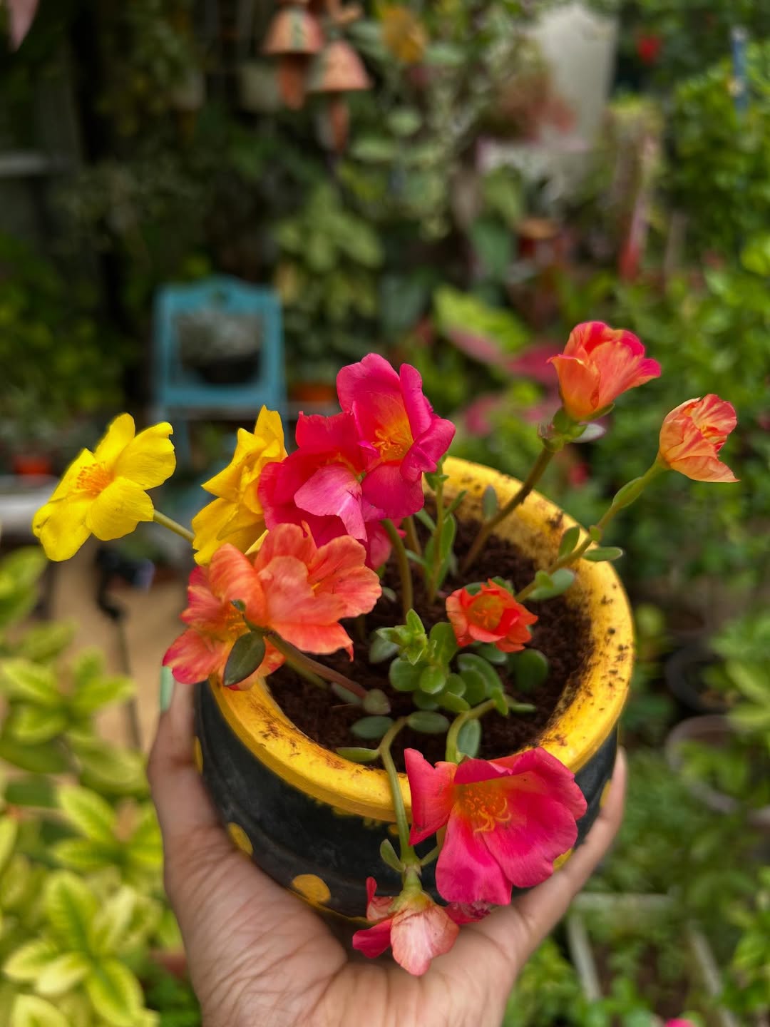 tanaman hias gantung outdoor tahan panas dan hujan, portulaca