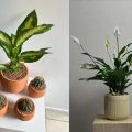 10 Tanaman Hias Indoor yang Mudah Dirawat | Cocok untuk Pemula dan Bikin Rumah Segar