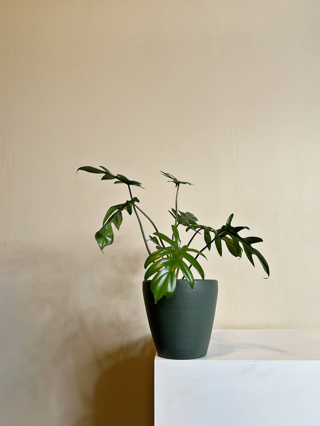 tanaman hias indoor yang mudah dirawat, philodendron tanaman hias indoor yang mudah dirawat, philodendron