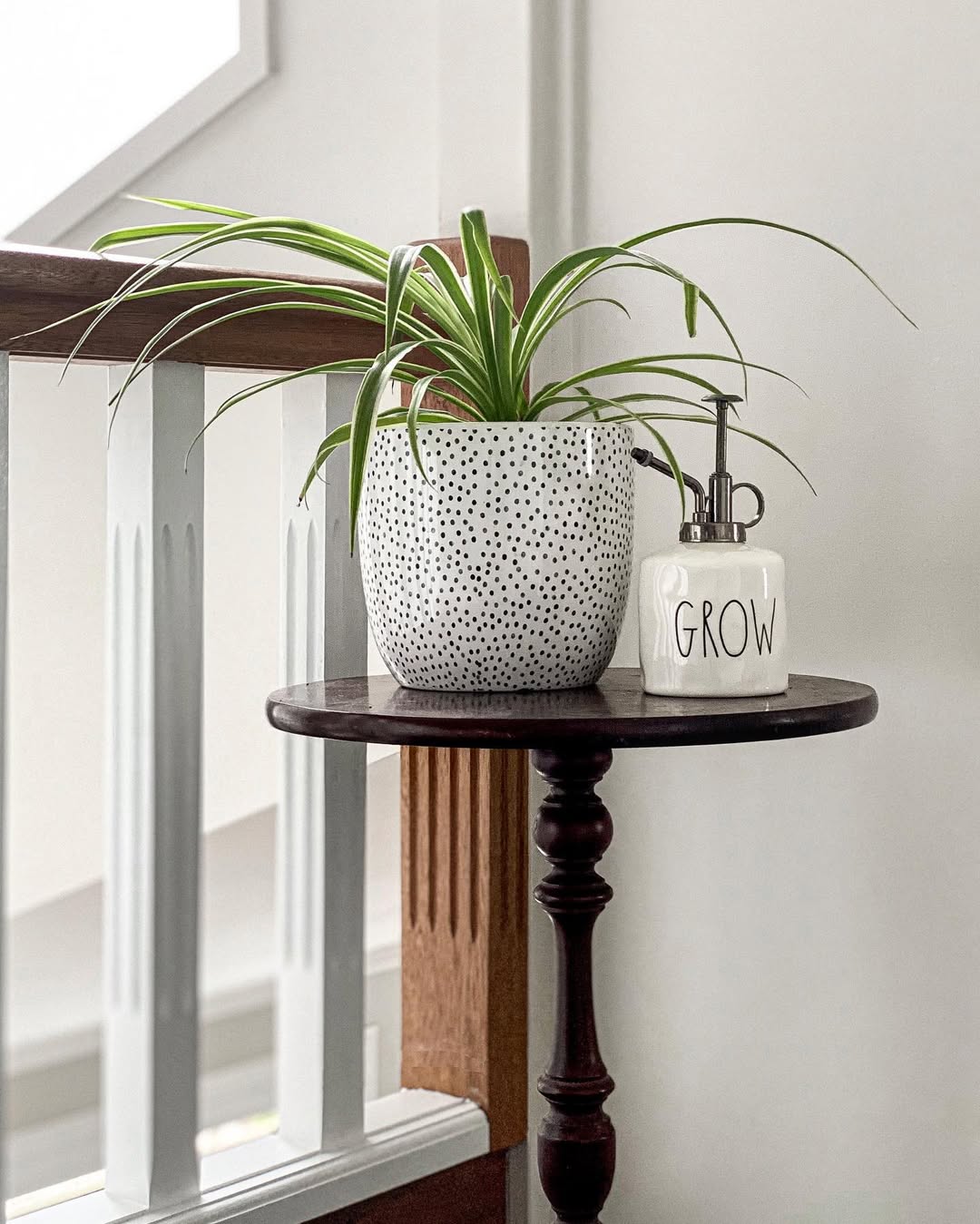 tanaman hias indoor yang mudah dirawat, spider plant tanaman hias indoor yang mudah dirawat, spider plant