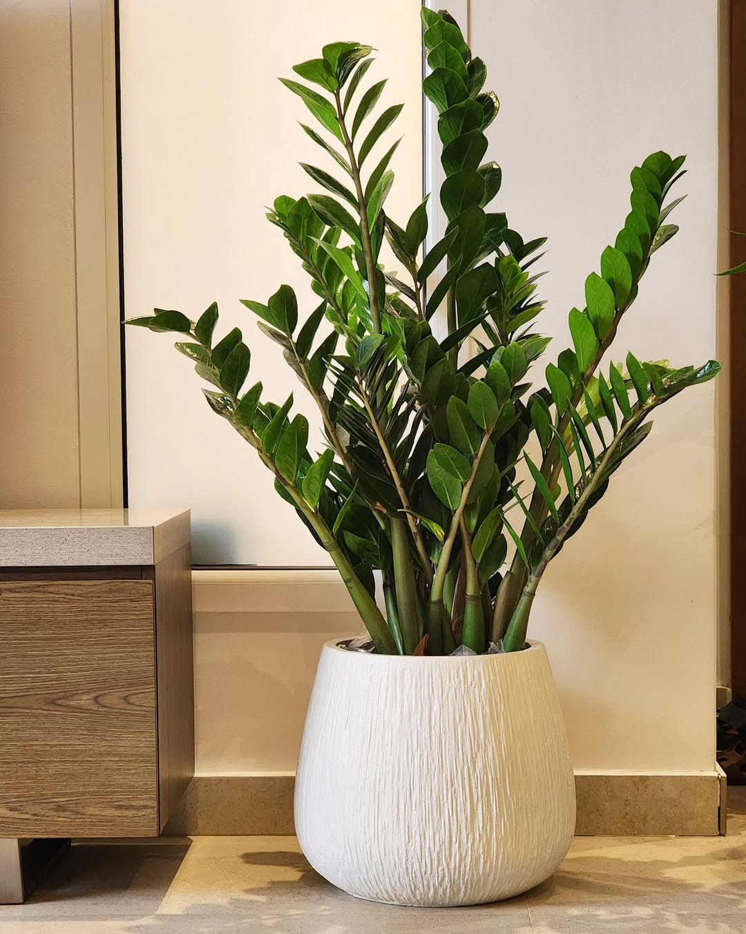 tanaman hias indoor yang mudah dirawat, zz plant tanaman hias indoor yang mudah dirawat, zz plant