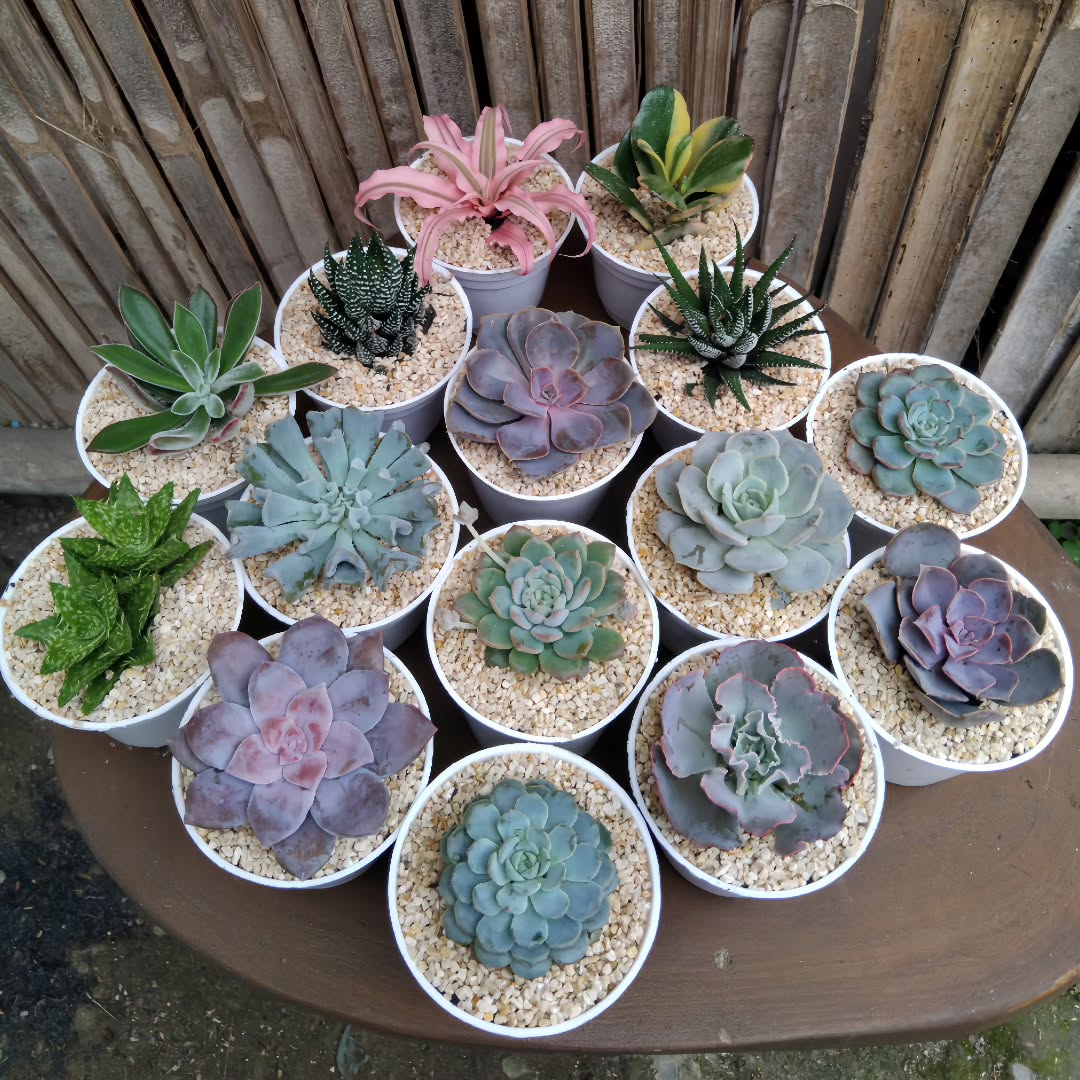 tanaman hias outdoor yang mudah dirawat, sukulen tanaman hias outdoor yang mudah dirawat, sukulen