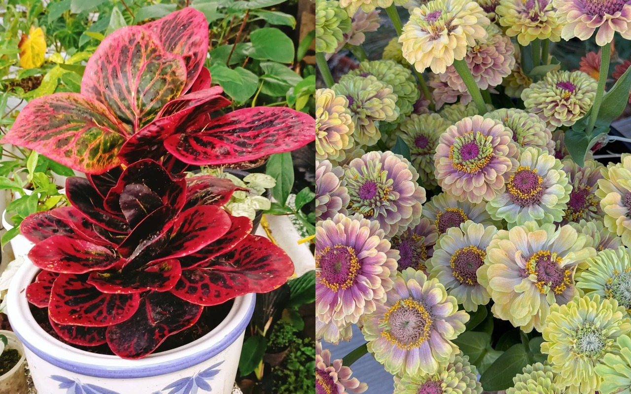 tanaman hias outdoor yang mudah dirawat