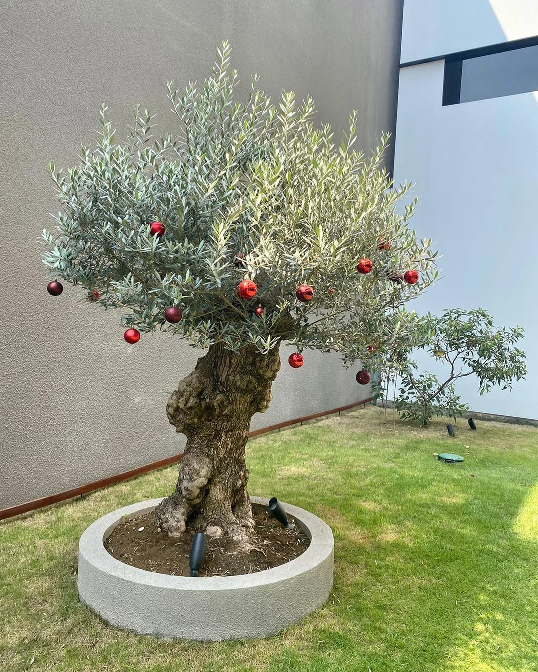 tanaman hias pembawa rezeki menurut islam, pohon zaitun tanaman hias pembawa rezeki menurut islam, pohon zaitun