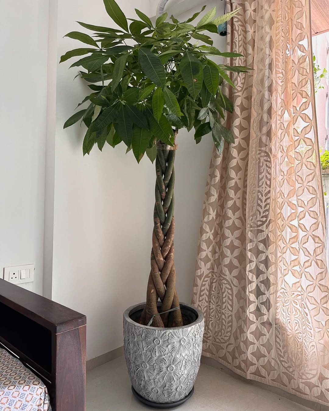 tanaman hias pembawa rezeki, money tree tanaman hias pembawa rezeki, money tree