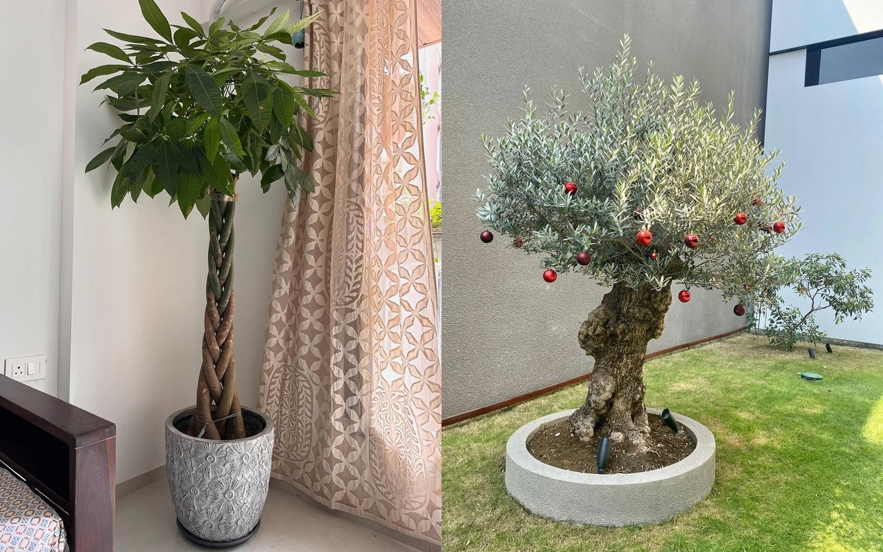 tanaman hias pembawa rezeki