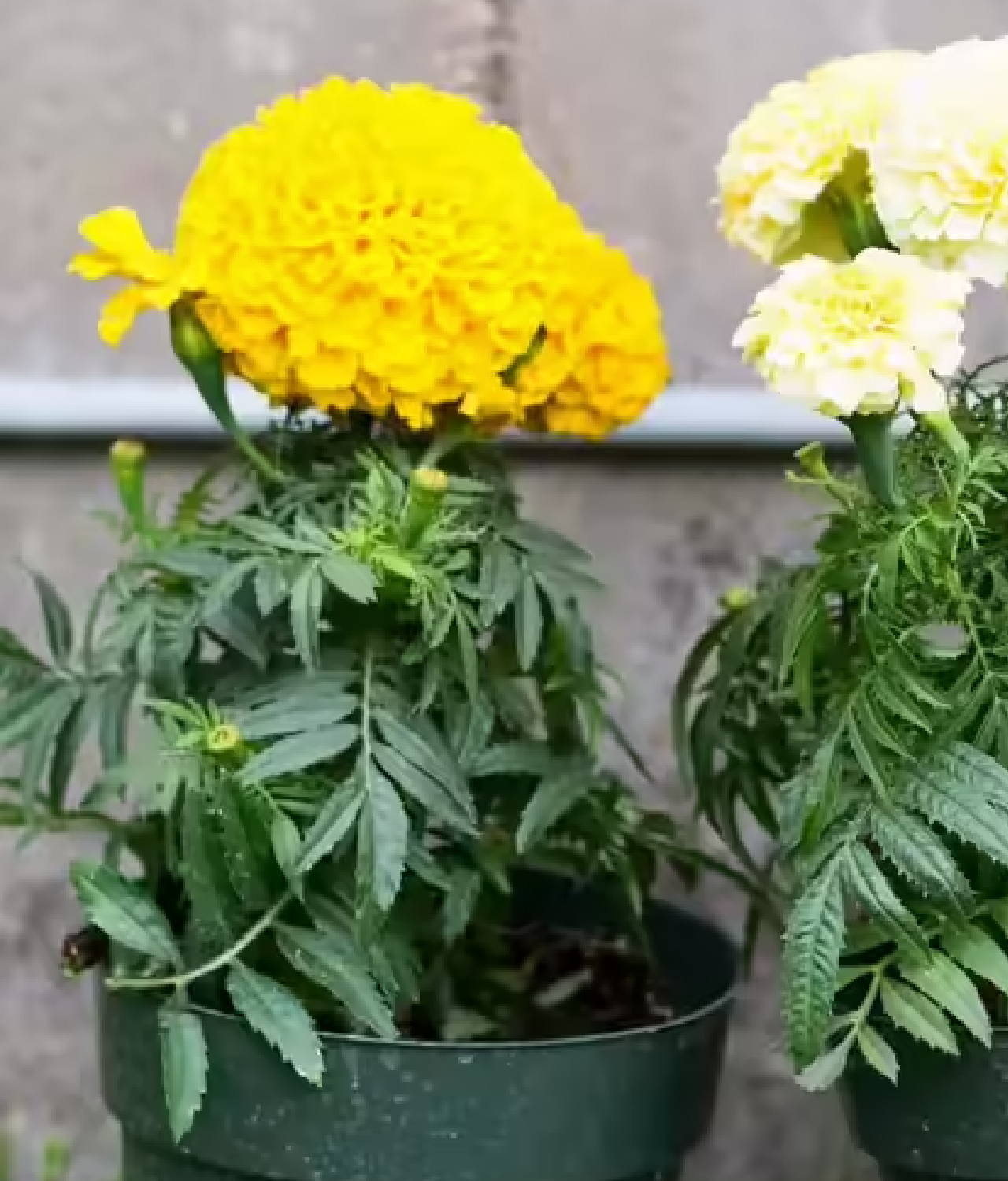 tanaman hias pengusir rayap marigold