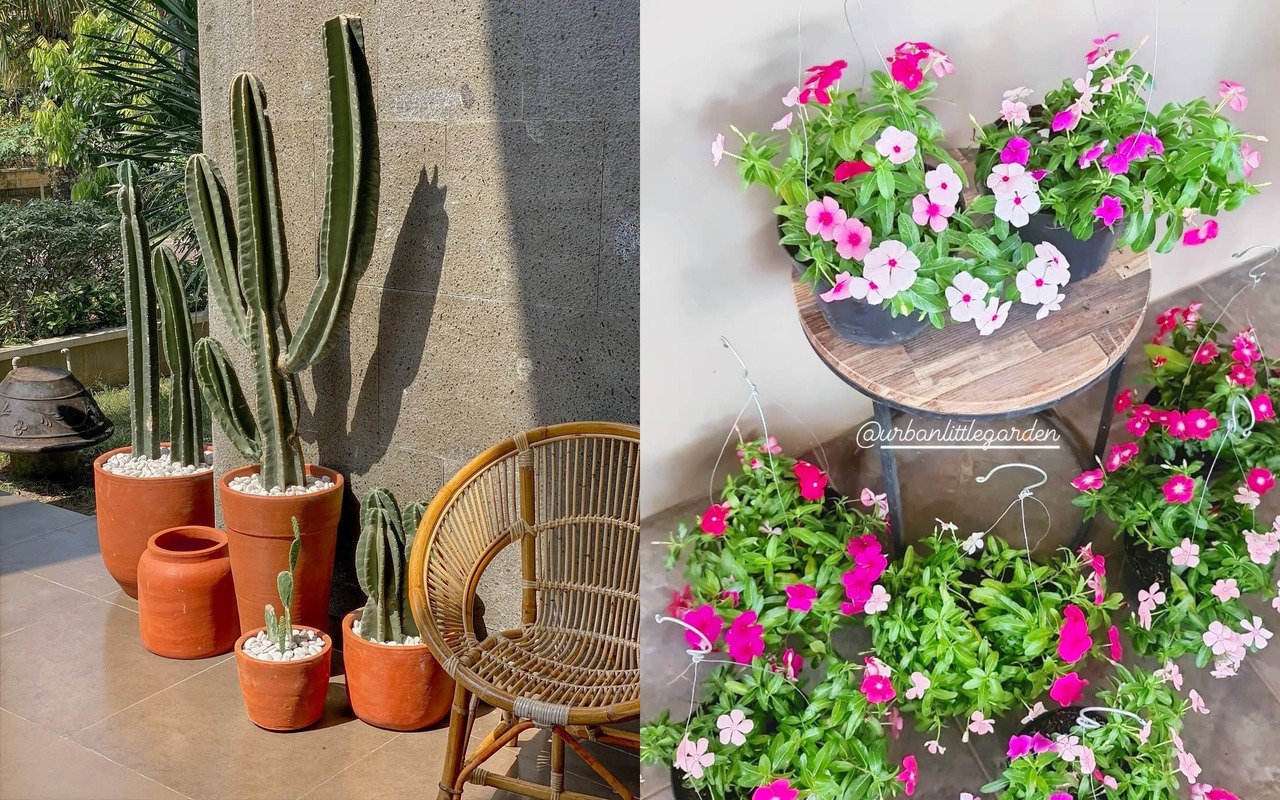 tanaman hias teras depan rumah