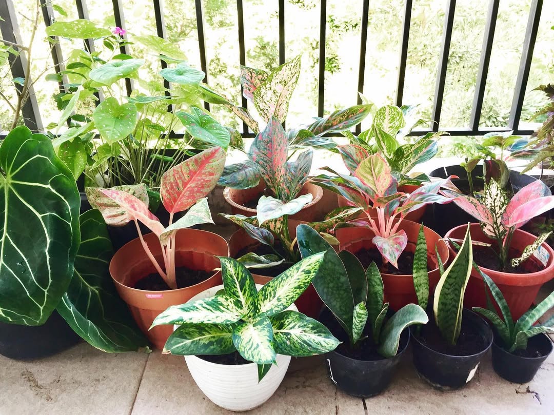 tanaman hias teras rumah, aglaonema