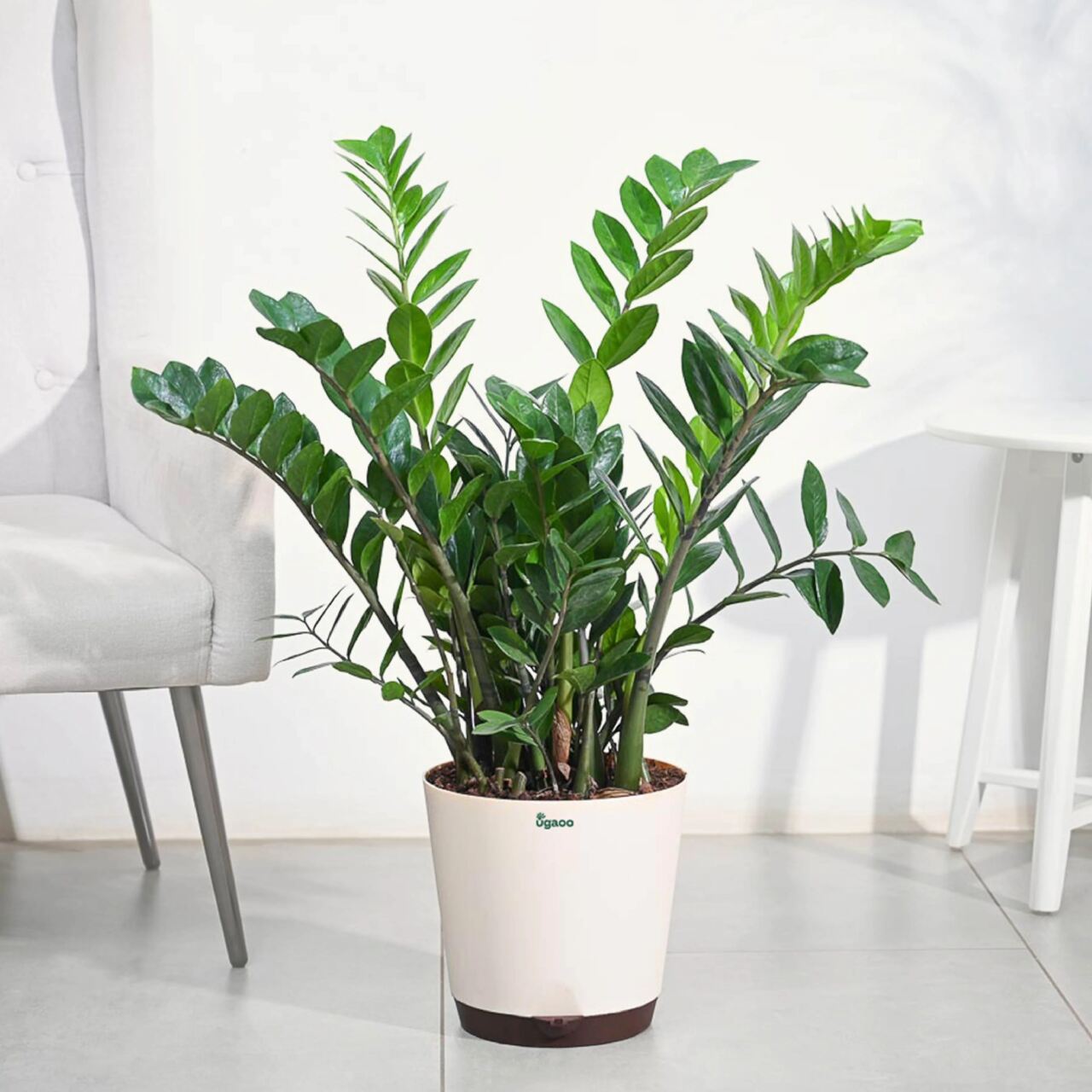 tanaman hias untuk kantor ZZ Plant