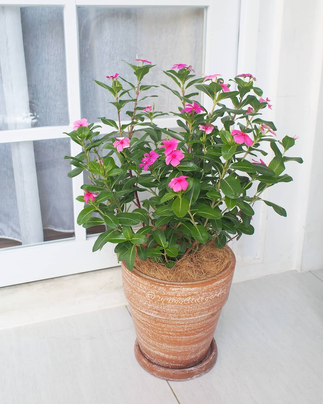 tanaman hias yang tahan panas dan hujan, tapak dara