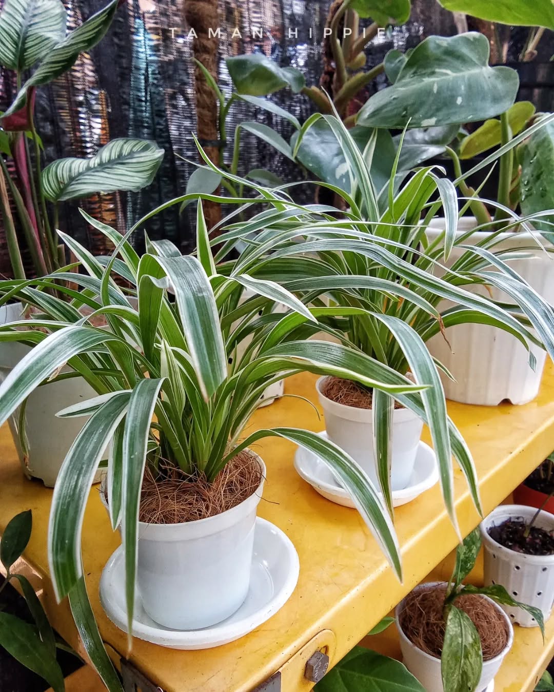 tanaman hias yg cocok di teras rumah, lili paris