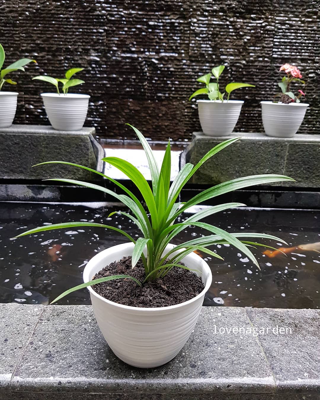 tanaman pembawa rezeki menurut jawa, pandan wangi