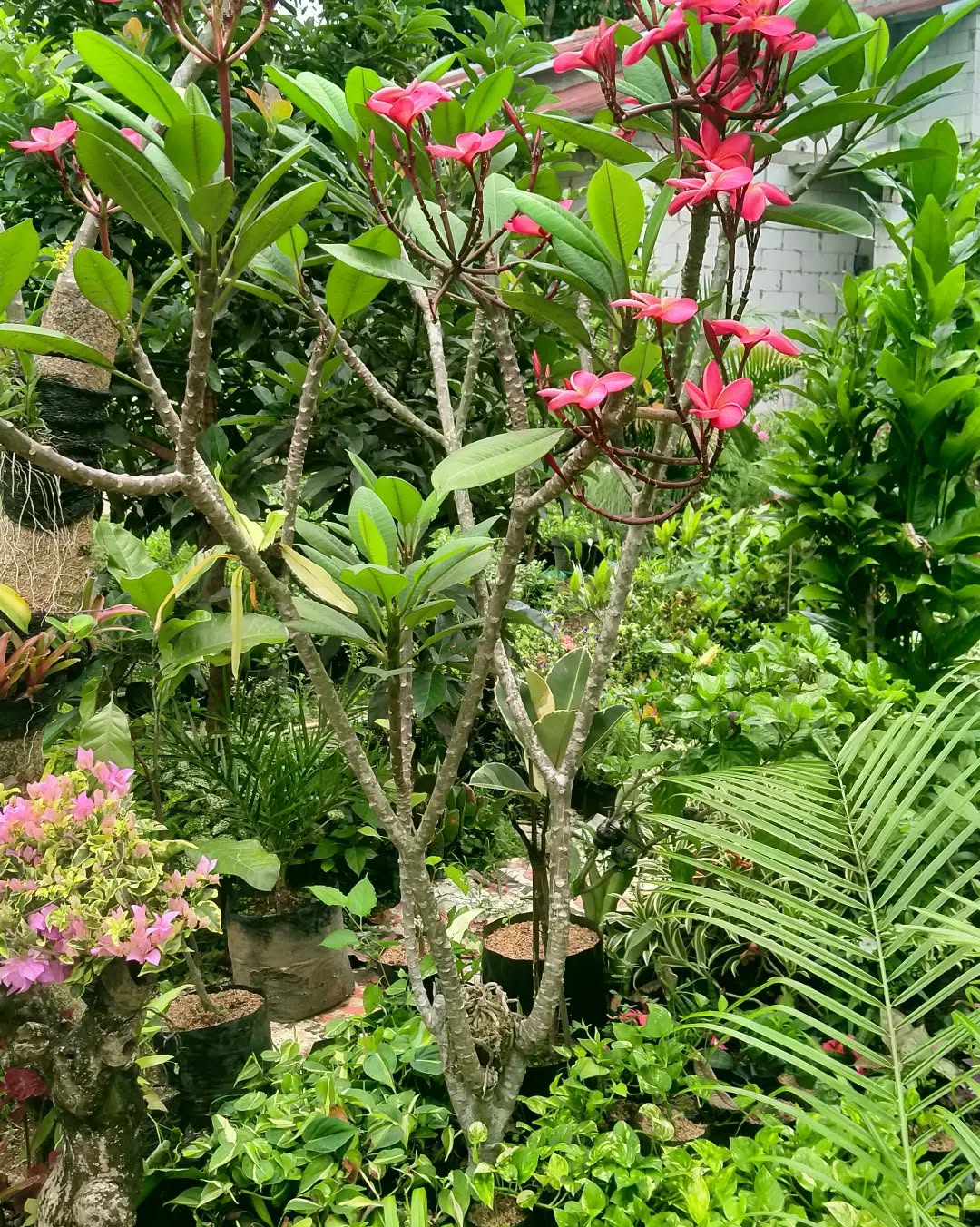 tanaman pembawa rezeki menurut jawa, pohon kamboja