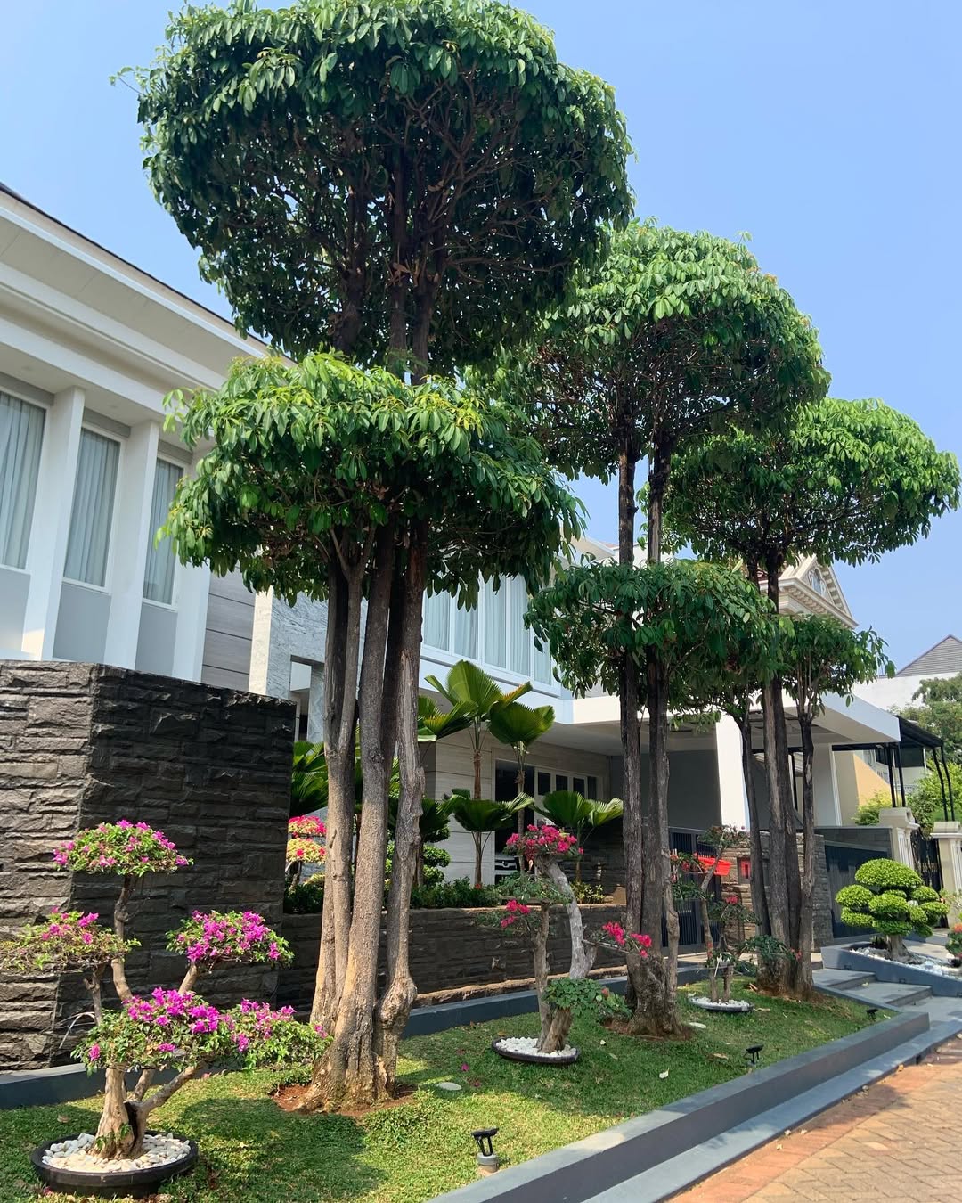 tanaman pembawa rezeki menurut jawa, pohon pule