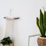 5 Jenis Tanaman Pembersih Udara Terbaik di Rumah