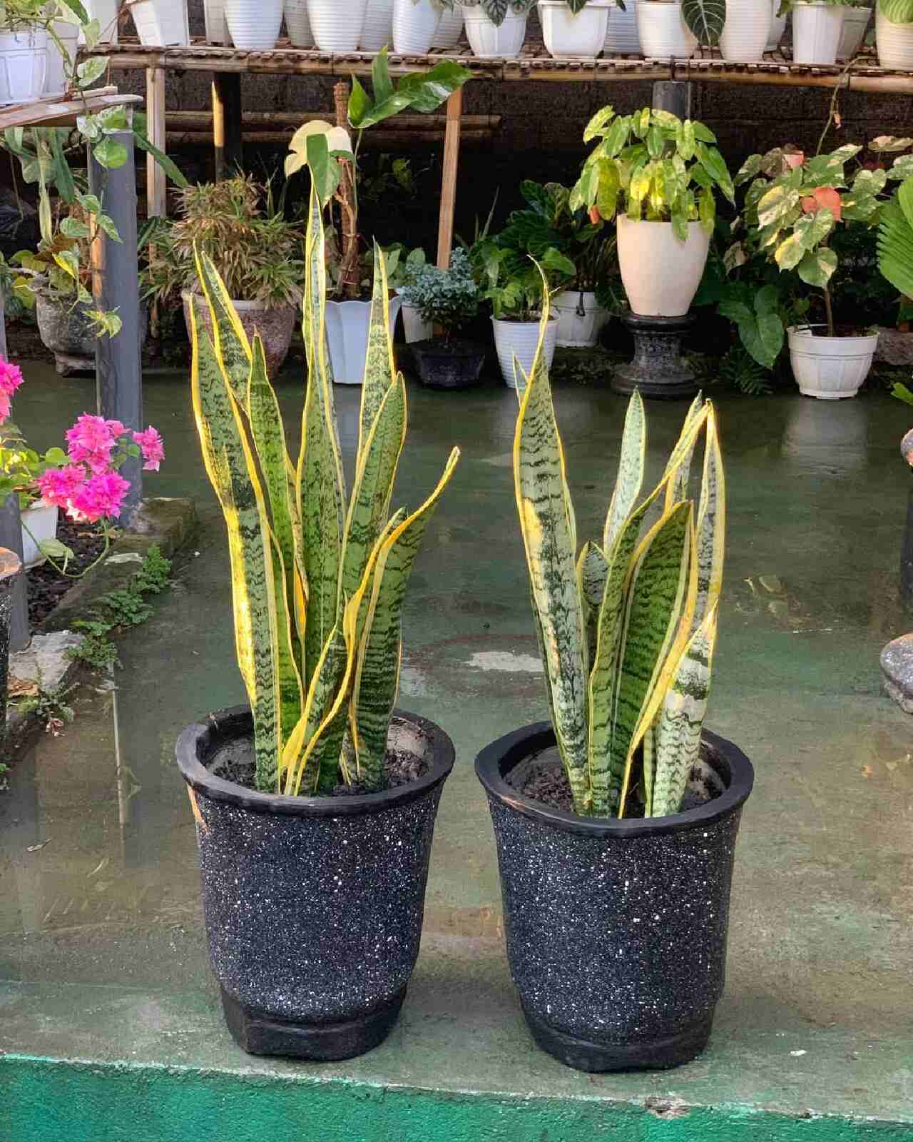 tanaman pembersih udara terbaik