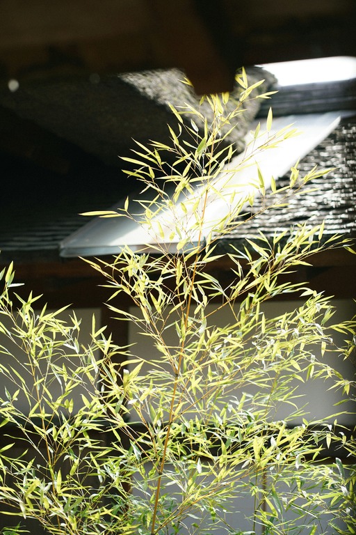 tanaman penahan longsor tanaman penahan longsor