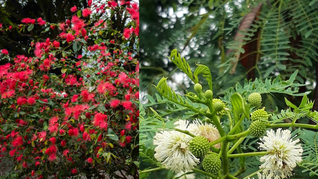 tanaman penahan longsor